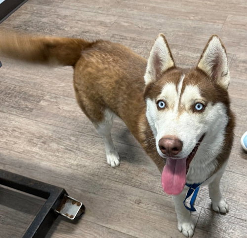 picture of the dog needing adoption