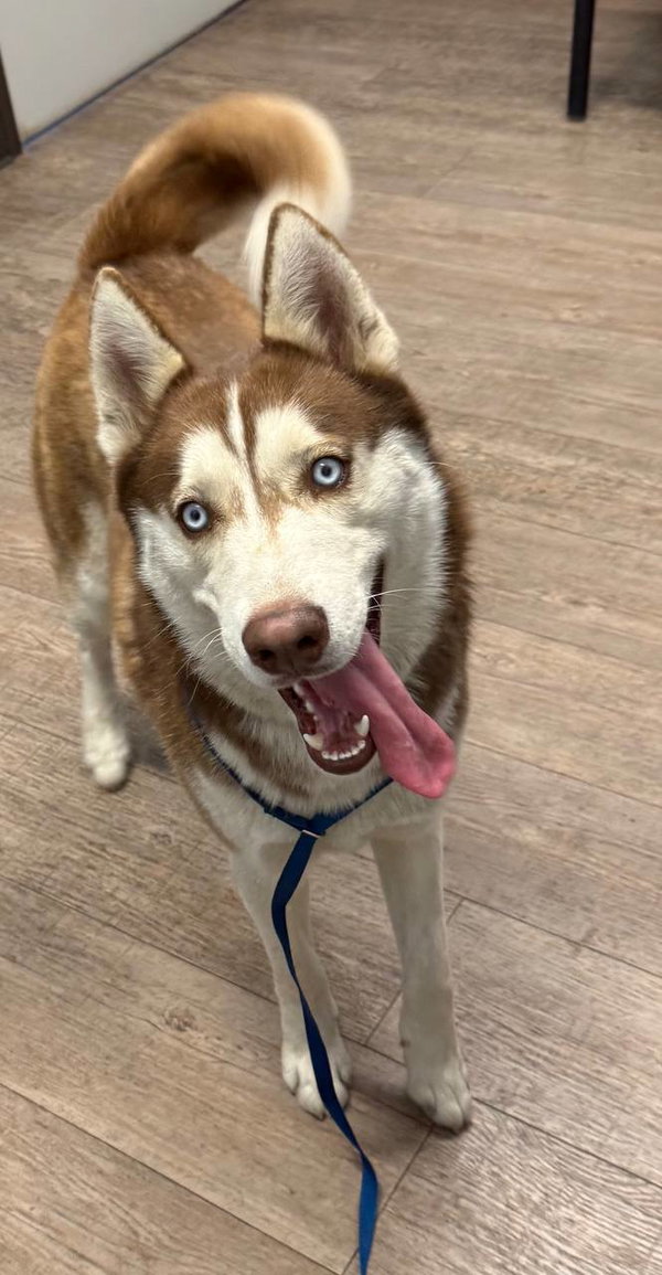 Echo *Foster Needed*