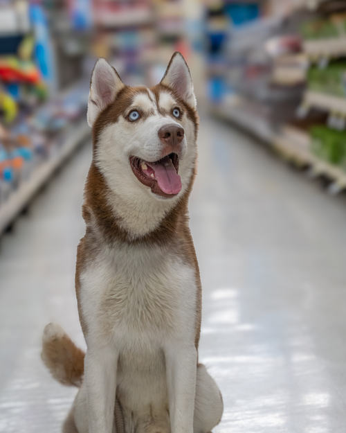 Echo *Foster Needed*, an adoptable Siberian Husky in Carrollton, TX