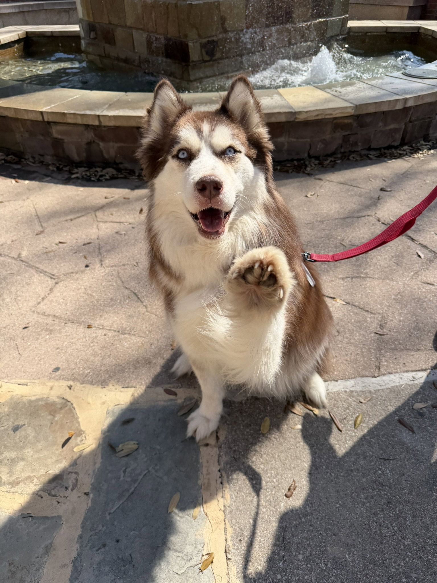 Snow *Foster Needed*