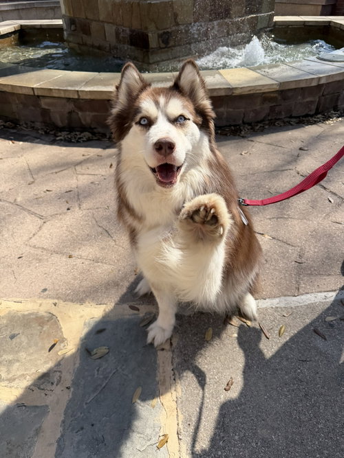 picture of the dog needing adoption