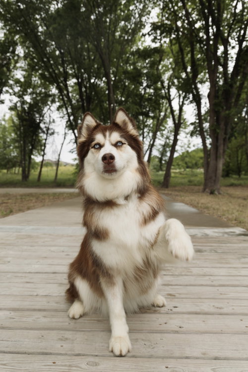Snow, an adoptable Siberian Husky in Carrollton, TX