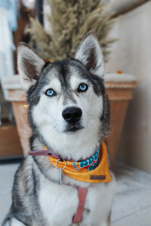 picture of the dog needing adoption