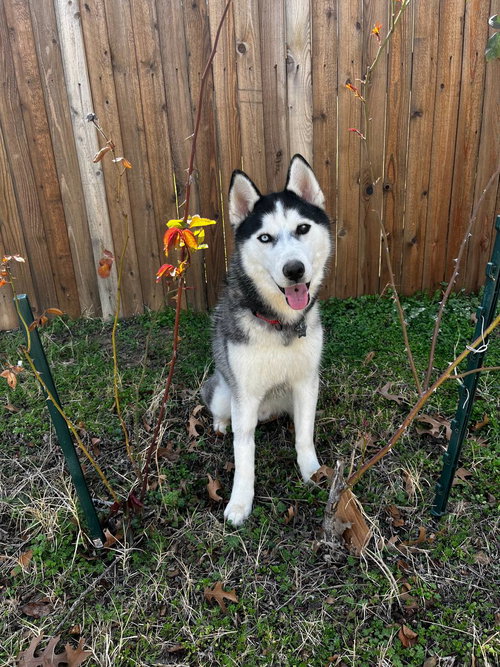 picture of the dog needing adoption