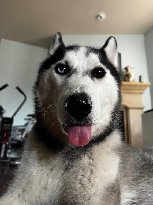 Wylie *Foster Needed photo 3