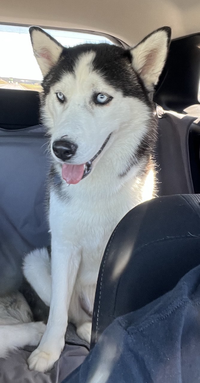 Calgary *Foster Needed*