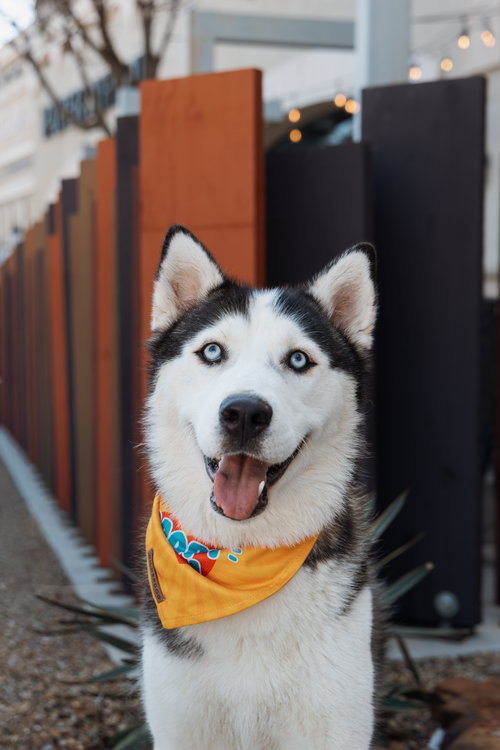 picture of the dog needing adoption