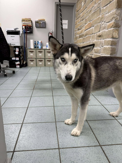 Gaia *Foster Needed*, an adoptable Siberian Husky in Carrollton, TX