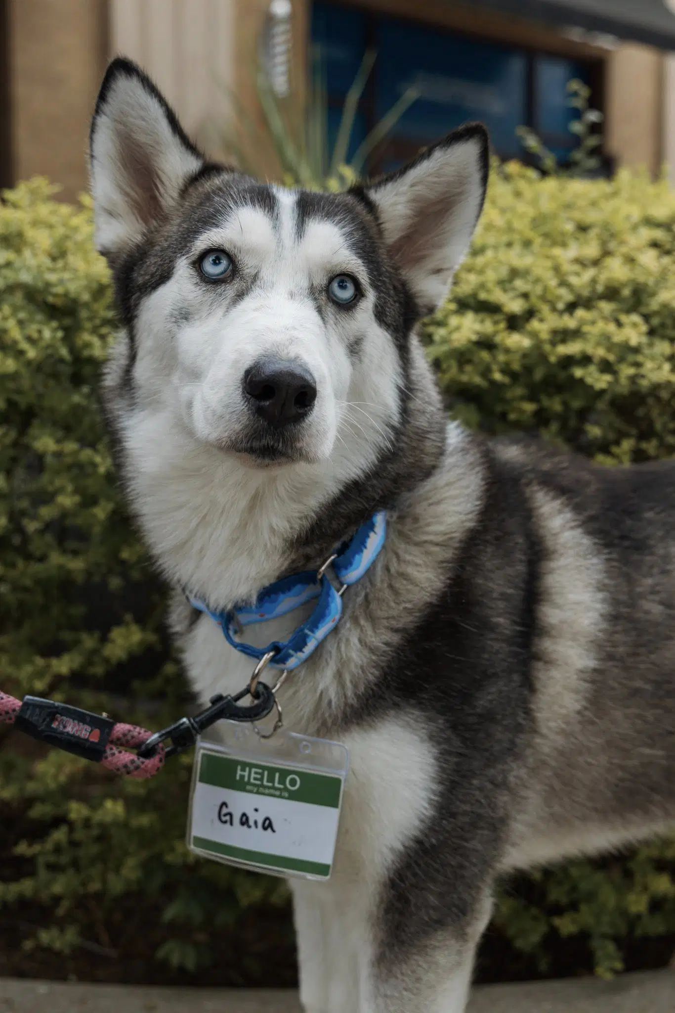 Gaia - Siberian Husky