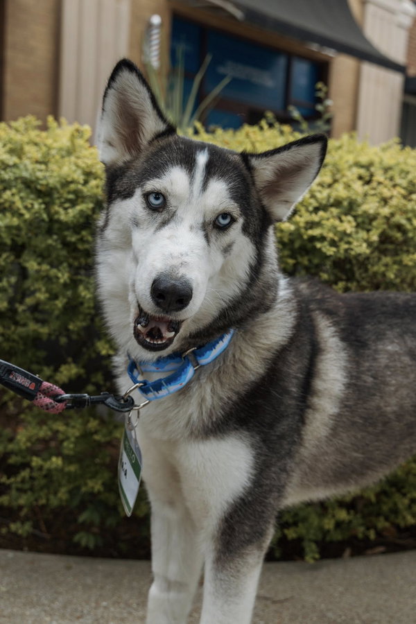 Gaia *Foster Needed*