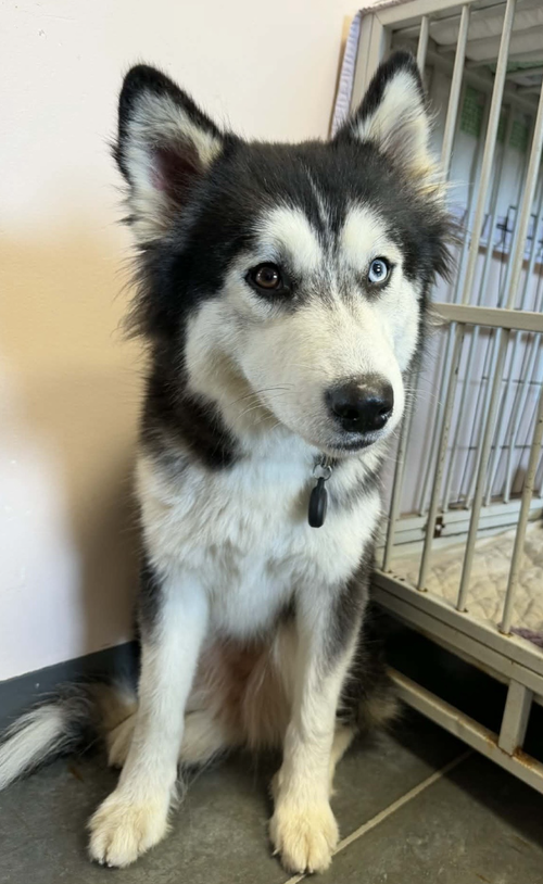 Bree *Foster Needed*, an adoptable Siberian Husky in Carrollton, TX