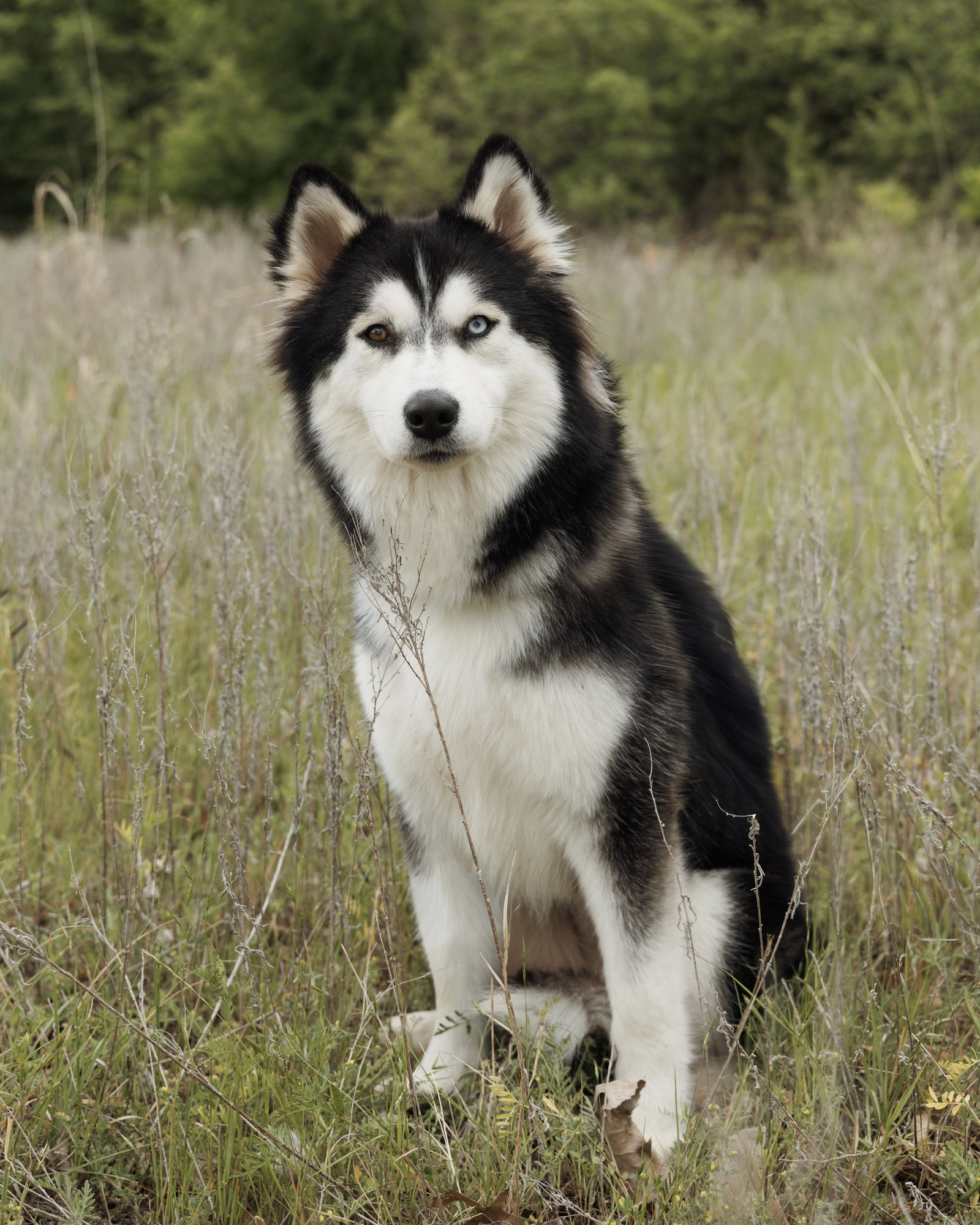 Bree *Foster Needed*