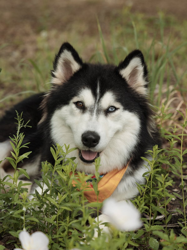 Bree *Foster Needed*
