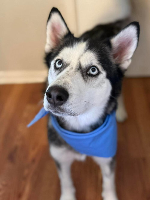 Heidi, an adoptable Siberian Husky in Carrollton, TX