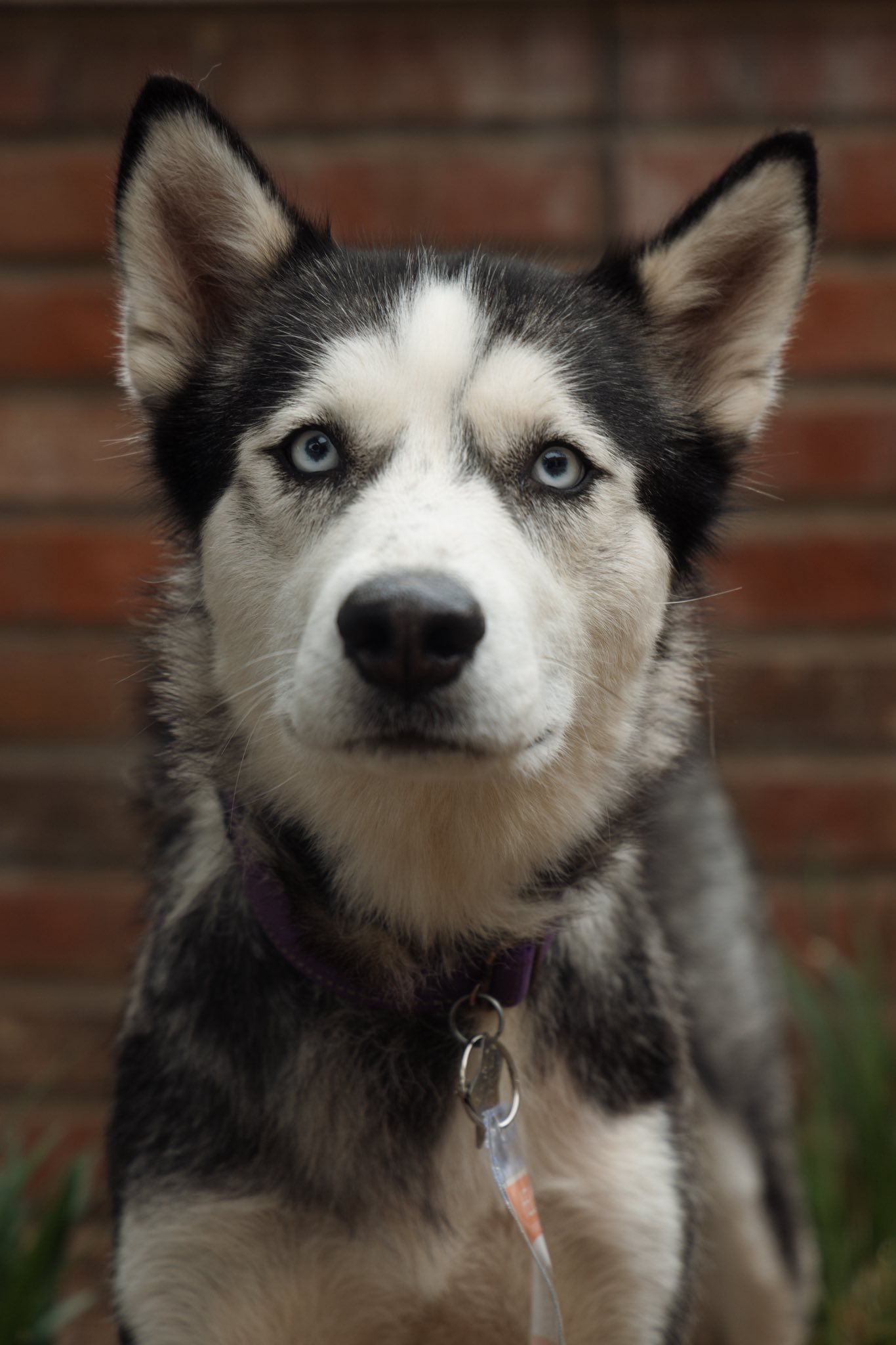 Heidi