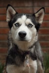 Heidi *Foster Needed* - Photo 2