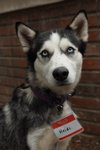 Heidi *Foster Needed* - Photo 3
