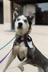 Heidi *Foster Needed* - Photo 4