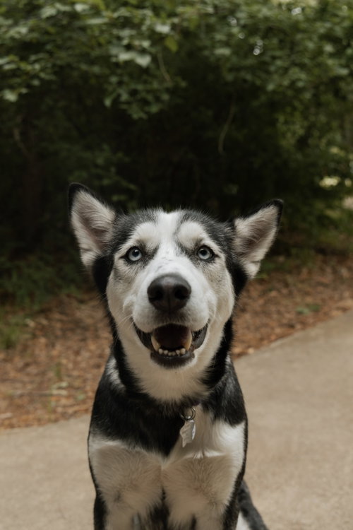 Heidi *Foster Needed*, an adoptable Siberian Husky in Carrollton, TX