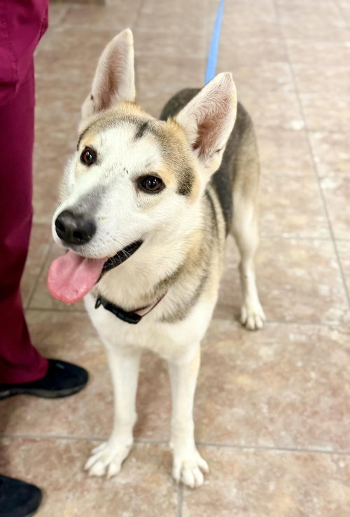 Lox *Coming Soon*, an adoptable rescue dog