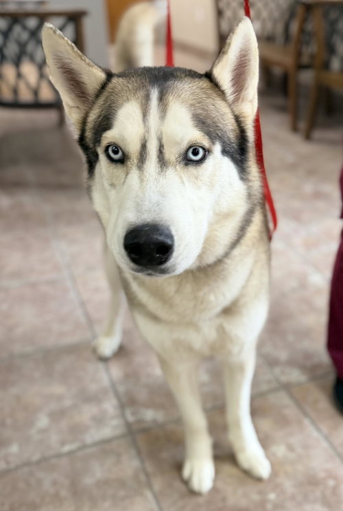 picture of the dog needing adoption
