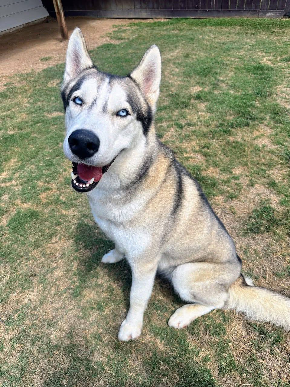 Moonshine *Foster Needed*