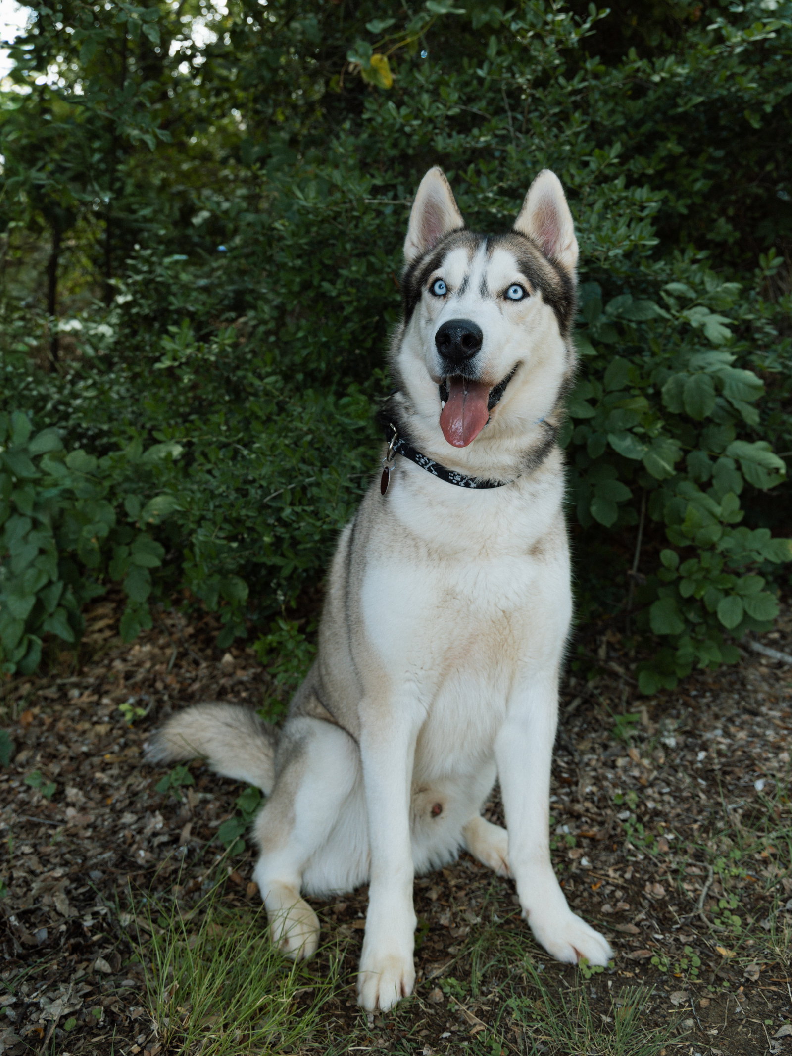 Moonshine *Foster Needed*
