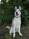 Moonshine *Foster Needed* - Photo 1