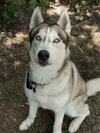 Moonshine *Foster Needed* - Photo 2