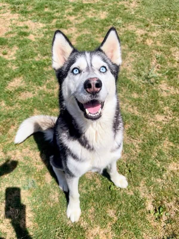 Negroni Medical - Foster Needed - Siberian Husky