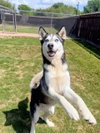 Negroni *Medical - Foster Needed* - Photo 3