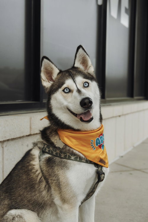 Osha *Foster Needed*, an adoptable Siberian Husky in Carrollton, TX