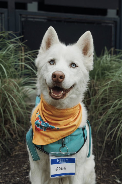 Koda, an adoptable Siberian Husky in Carrollton, TX