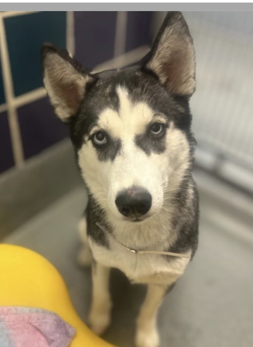 Quebec *Foster Needed*, an adoptable Siberian Husky in Carrollton, TX