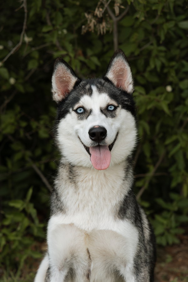 Quebec *Foster Needed*