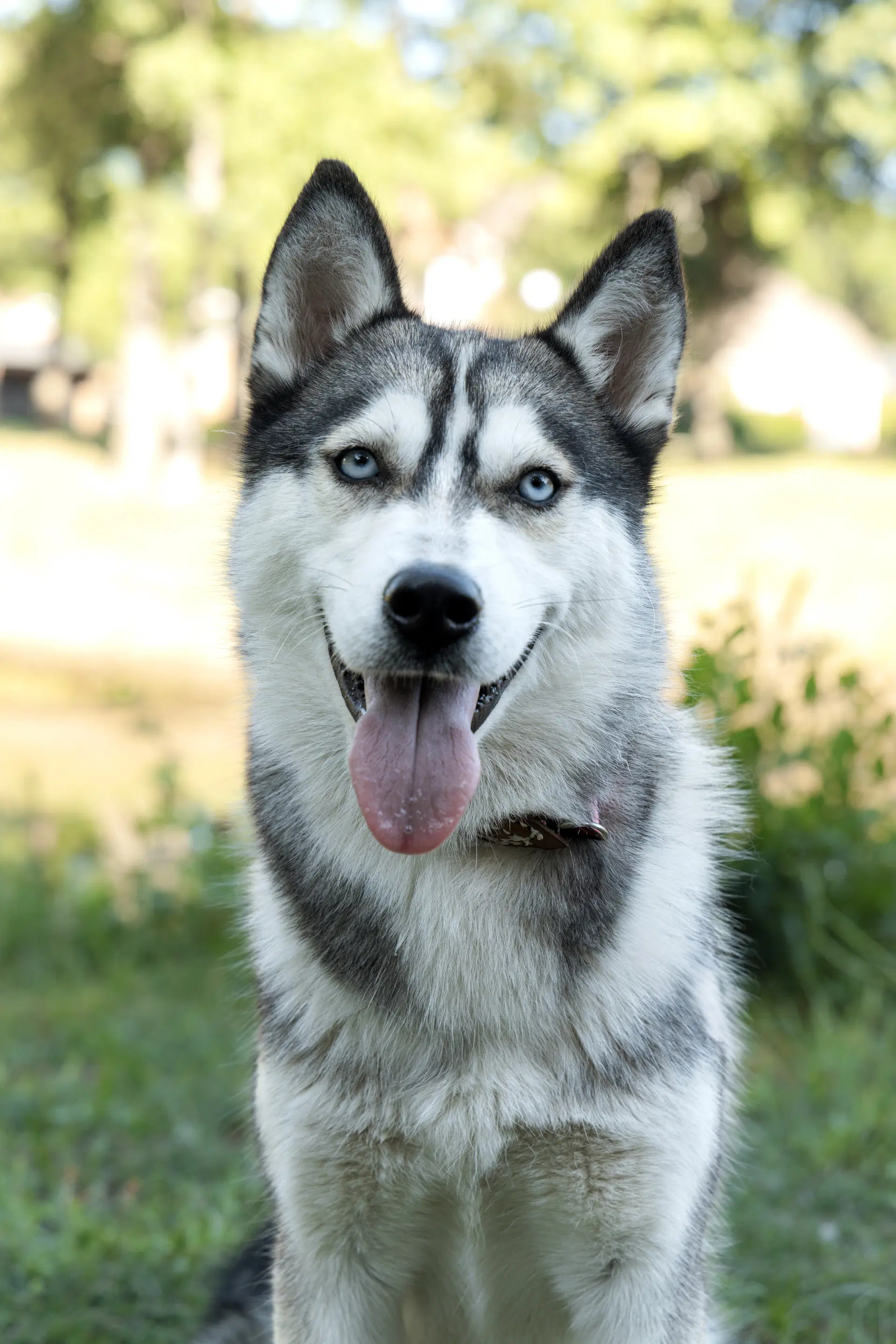 Andrea Foster Needed - Siberian Husky