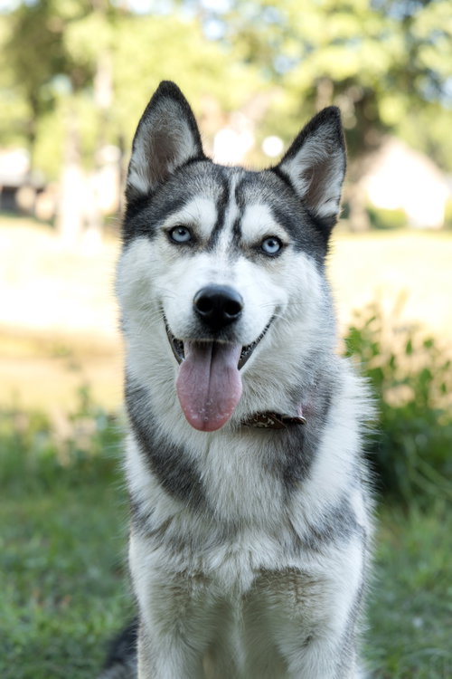 Andrea *Foster Needed*, an adoptable Siberian Husky in Carrollton, TX