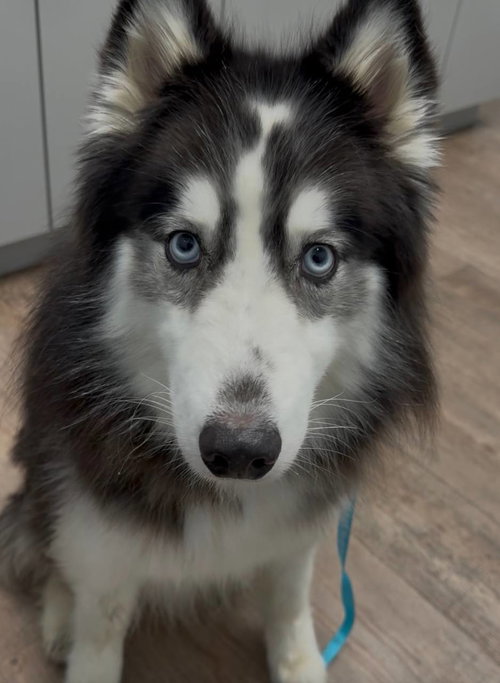 Bandit *Foster Needed*, an adoptable Siberian Husky in Carrollton, TX