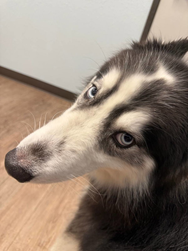 Bandit *Foster Needed*