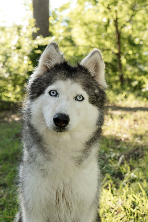 Miranda *Foster Needed*, an adoptable Siberian Husky in Carrollton, TX