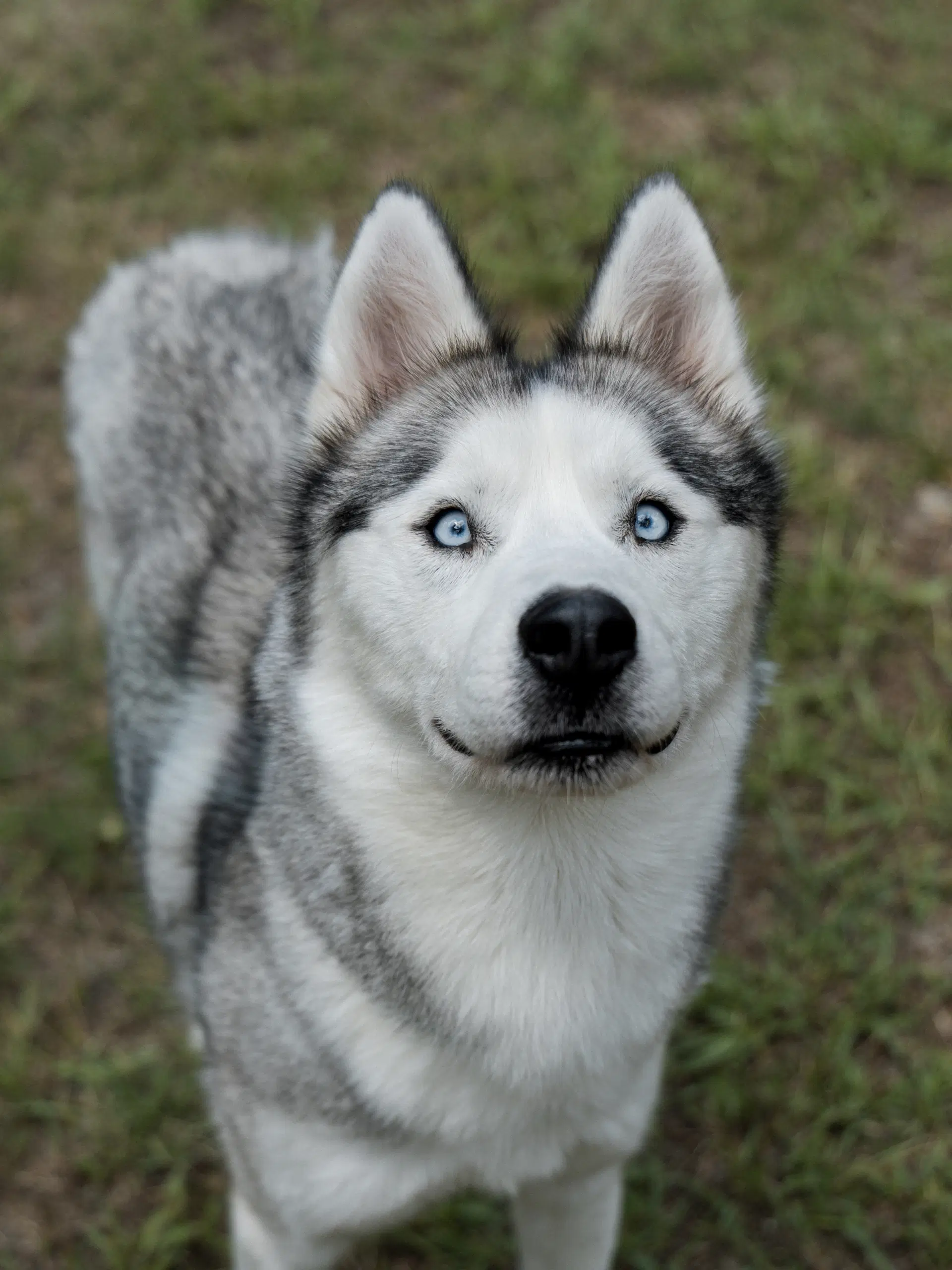 Nigel image 2