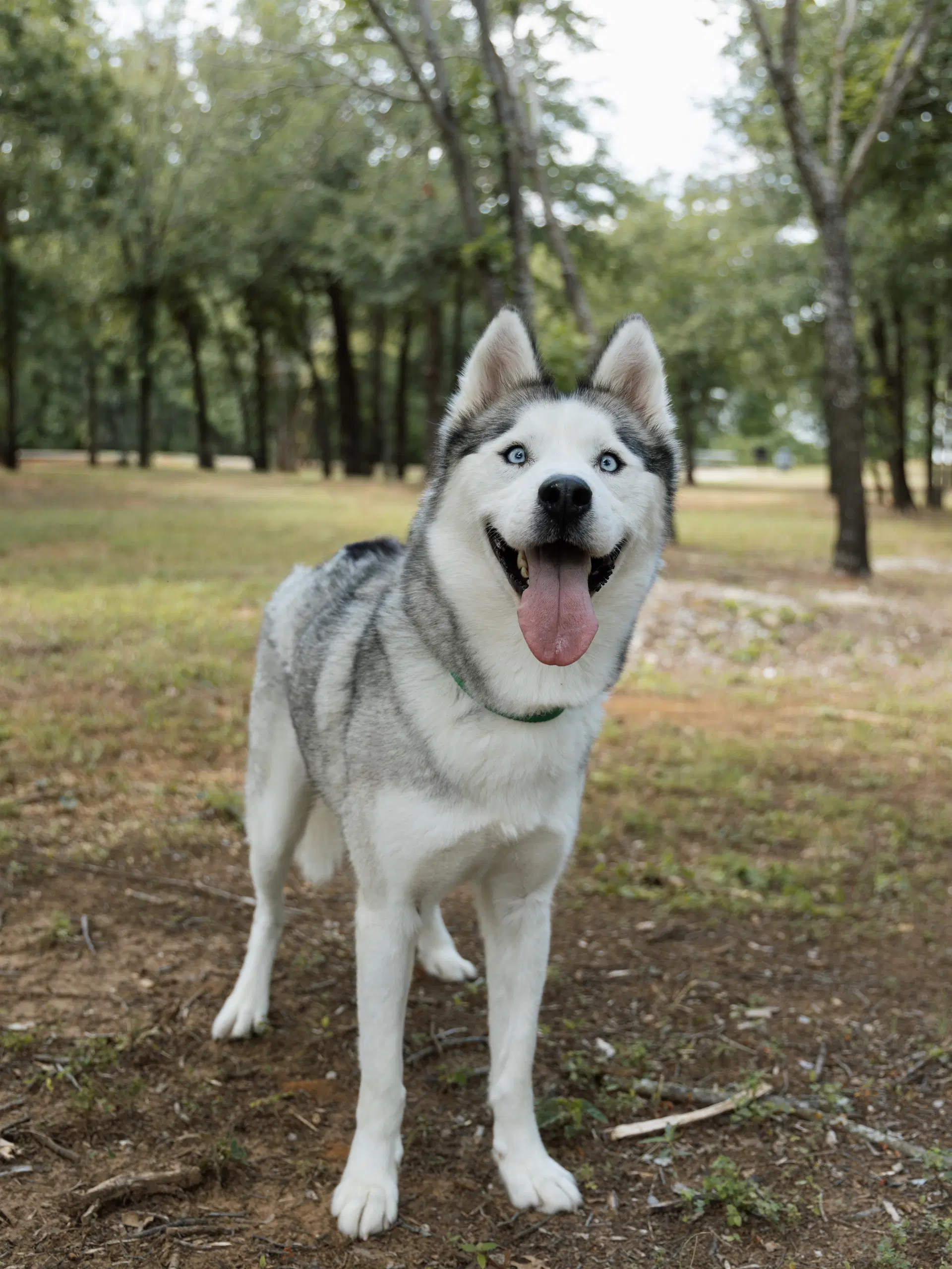 Nigel image 3