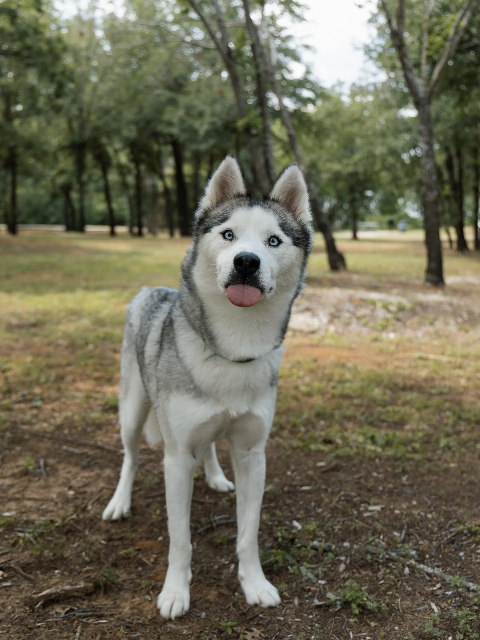 Nigel image 4