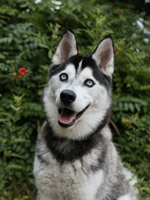Vogue *Foster Needed*