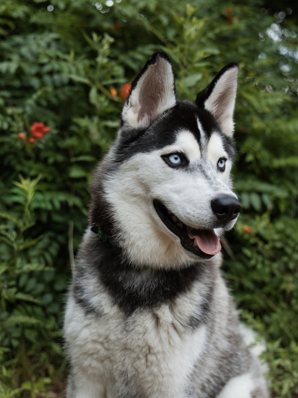 Vogue *Foster Needed*