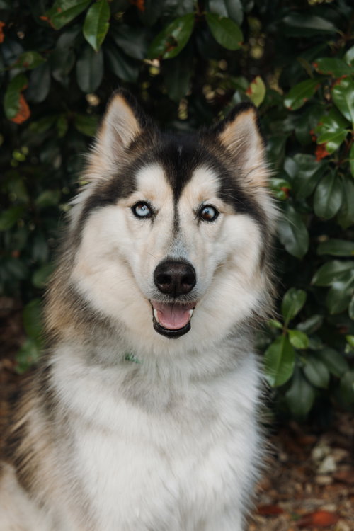 Xari, an adoptable Siberian Husky in Carrollton, TX