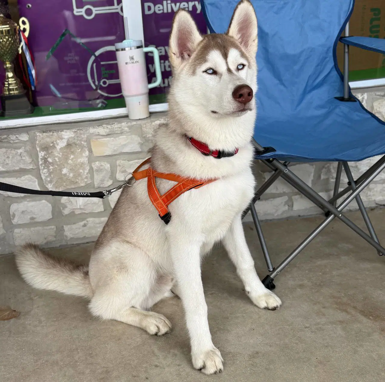Zeus - Siberian Husky