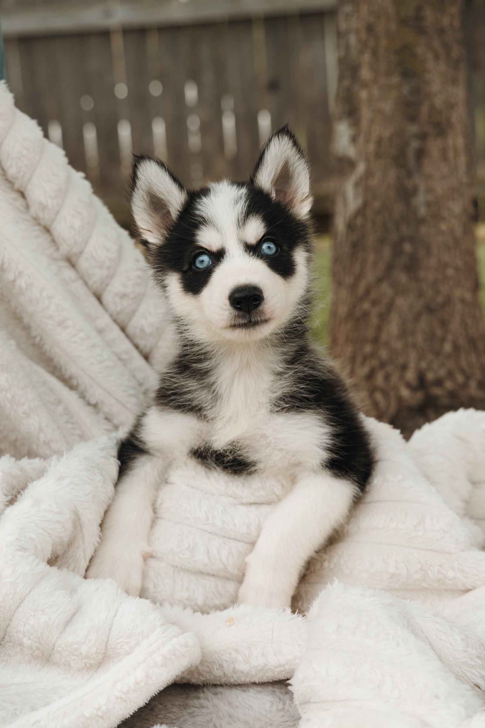 Bodhi