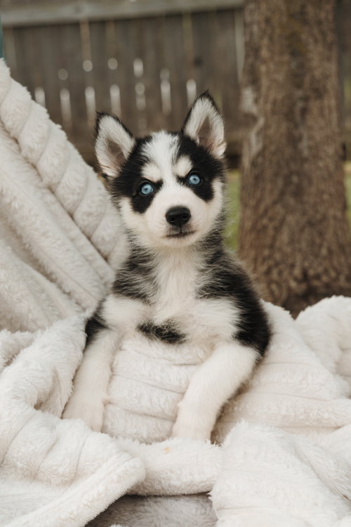Bodhi
