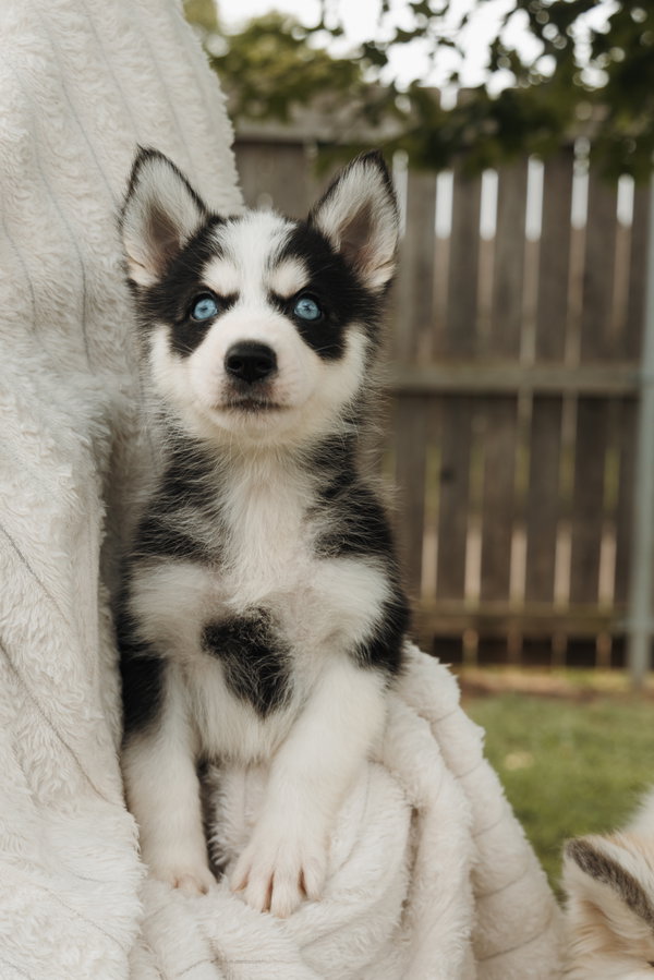 Bodhi